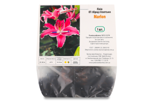 Цибулина Лілія ОТ Мерлон гібрид Яскрава