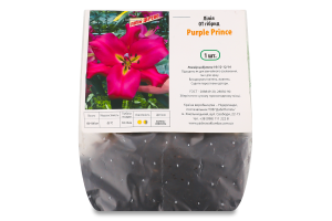 Цибулина Лілія OT Пьорпл Принс гігантська гібрид Яскрава