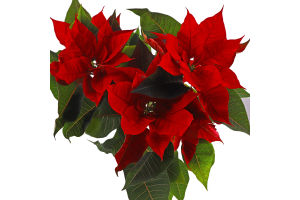 Пуансетія Picasso 13/30