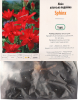 Цибулина Лілія Сфінкс азіатська подвійна Яскрава