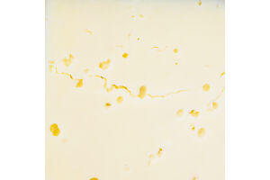 Сир ЛТ Старий Порицьк Старопорицький твердий 35%