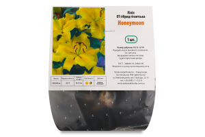 Цибулина Лілія OT Хані Мун гігантська гібрид Яскрава