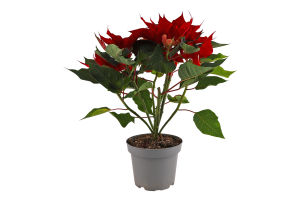 Пуансетія Picasso 13/30