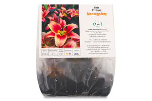 Цибулина Лілія OT Монтего Бой гібрид Яскрава