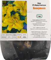 Цибулина Лілія OT Хані Мун гігантська гібрид Яскрава