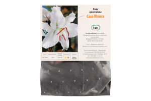 Цибулина Лілія Каса Бланка орієнтальна Яскрава