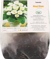 Бульба Глоксінія Мон-Блан Яскрава