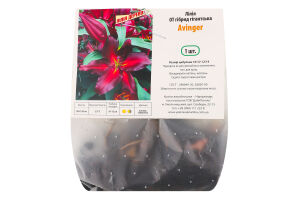 Цибулина Лілія OT Авінгер гігантська гібрид Яскрава