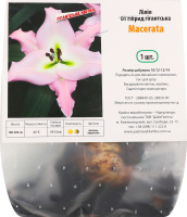 Цибулина Лілія ОТ Макерата гігантська гібрид Яскрава