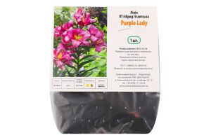 Цибулина Лілія ОТ Пьорпл Леді гігантська гібрид Яскрава
