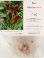 Цибулина Калла Шварцвальдер Яскрава