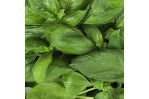 Базилик Зелений