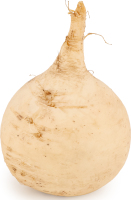 Редька Мюнхен Бір біла