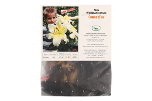 Цибулина Лілія OT Конка Доо гібрид Яскрава