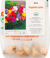 Бульба Фрезія подвійна суміш 5шт Яскрава