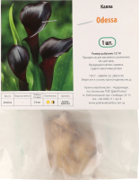 Цибулина Калла Одеса Яскрава