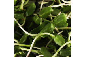 Мікрозелень Green Vitamin Соняшник зріз