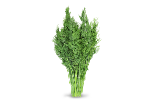 Укроп пучек