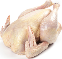 Петух домашний