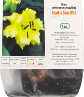 Цибулина Лілія Екзотік Сан ДБЛ орієнтальна подвійна Яскрава