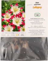 Цибулина Лілія Лолліпоп азіатська Яскрава