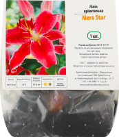 Цибулина Лілія Меро Старт орієнтальна Яскрава