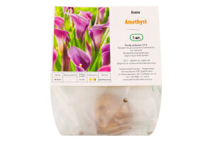 Цибулина Калла Аметист Яскрава