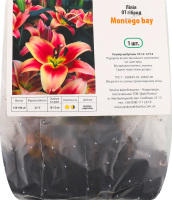 Цибулина Лілія OT Монтего Бой гібрид Яскрава