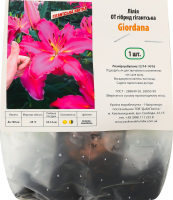 Цибулина Лілія OT Giordana гігантська гібрид Яскрава