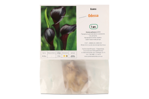 Цибулина Калла Одеса Яскрава