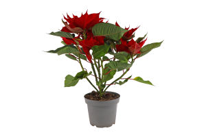 Пуансетія Picasso 13/30