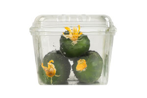 Огурцы свежие тепличные ТОВ Тепличний комбінат "Західний" 450г п/у