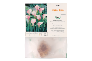 Цибулина Калла Крістал Блаш Яскрава