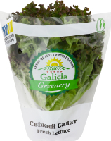 Салат свіжий Лолло Росса Galicia Greenery 1шт