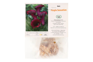 Цибулина Калла Пурпл Сенсейшн Яскрава