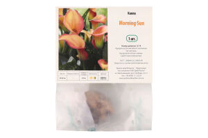 Цибулина Калла Монінг Сан Яскрава