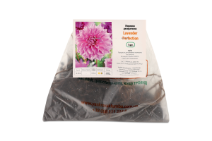 Цибулина Жоржина Lavender Perfection декоративна Яскрава