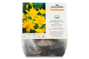 Цибулина Лілія Фата Моргана азіатська подвійна Яскрава