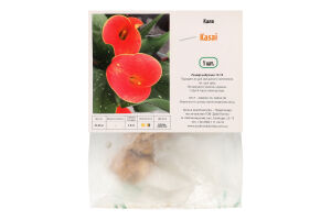 Цибулина Калла Касаї Яскрава