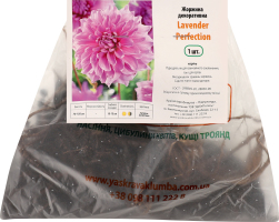 Цибулина Жоржина Lavender Perfection декоративна Яскрава