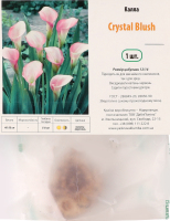 Цибулина Калла Крістал Блаш Яскрава