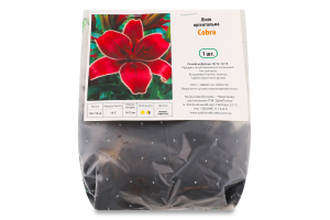 Цибулина Лілія Кобра орієнтальна Яскрава