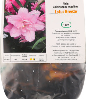 Цибулина Лілія Лотус Бріз орієнтальна подвійна Яскрава