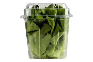 Салат Пучок-Свіжачок Масляний зелений