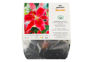 Цибулина Лілія Меро Старт орієнтальна Яскрава