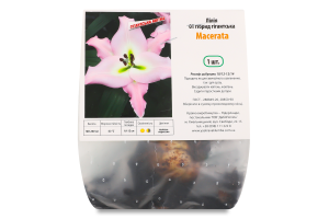 Цибулина Лілія ОТ Макерата гігантська гібрид Яскрава