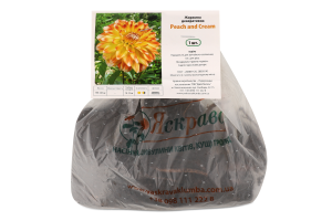 Бульба Жоржина Піч енд Крім Яскрава