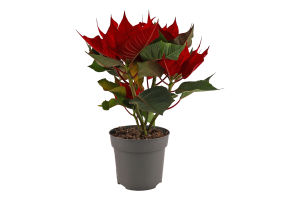 Пуансетія Picasso 10/25