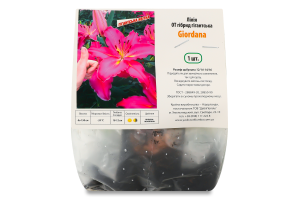 Цибулина Лілія OT Giordana гігантська гібрид Яскрава