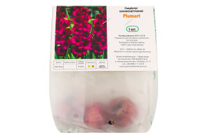 Цибулина Гладіолус Пламтарт 3шт Яскрава